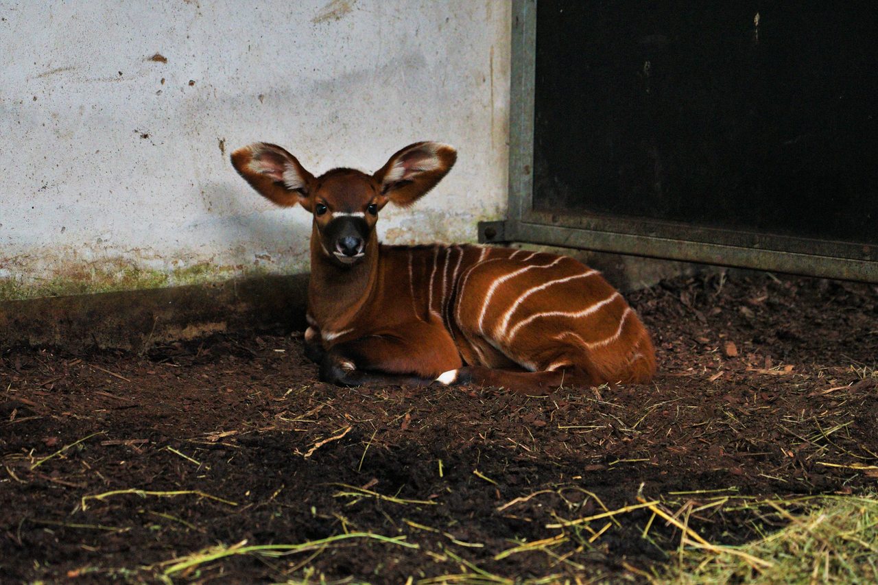 Samiec antylopy bongo urodził się opolskim zoo!
