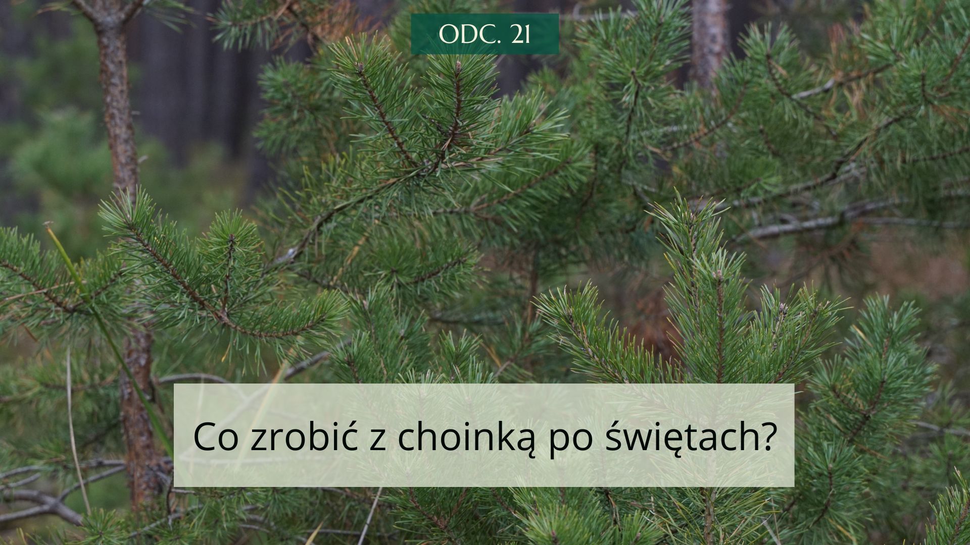 Co zrobić z choinką po świętach? #21