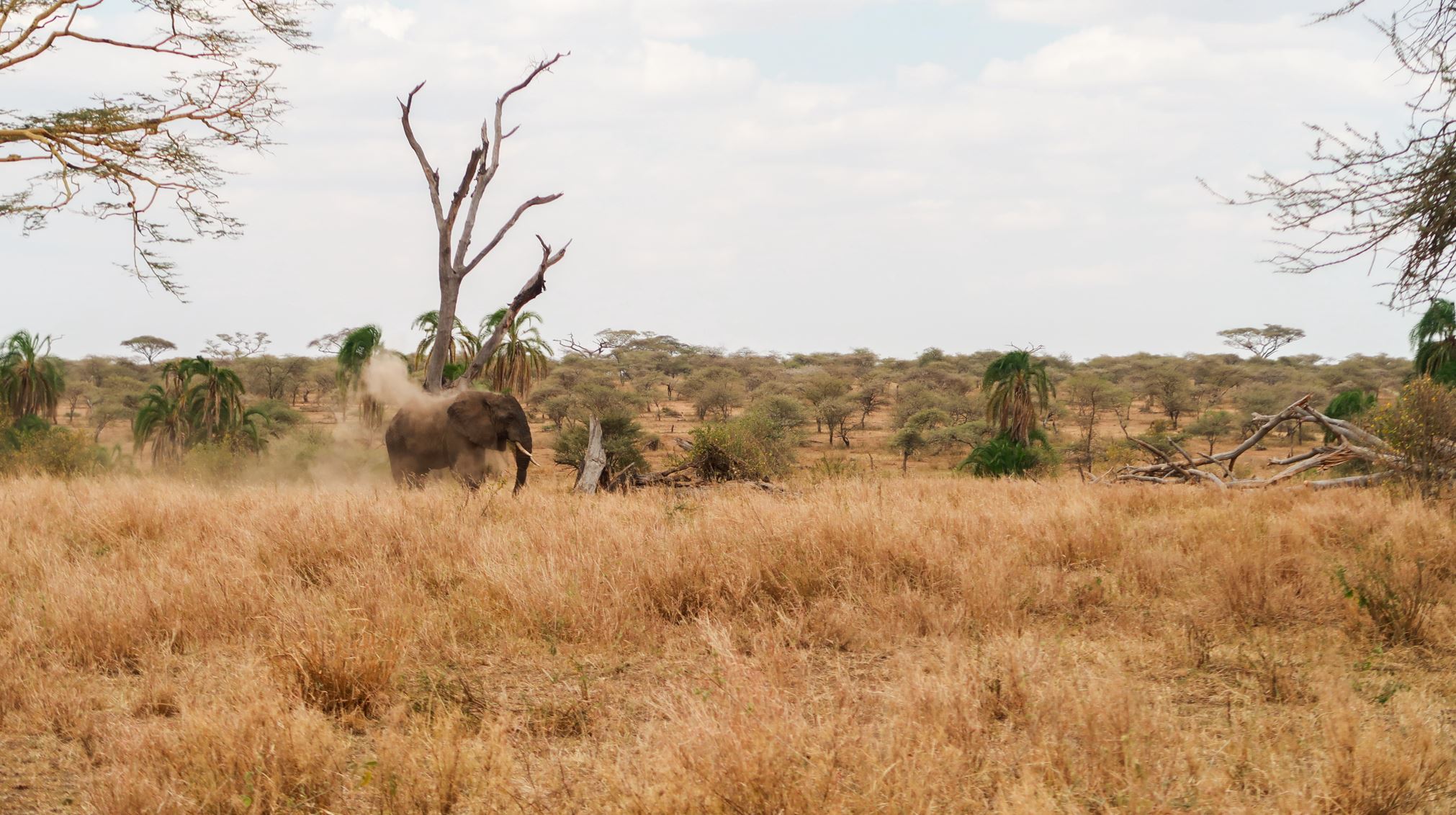 słoń, Serengeti