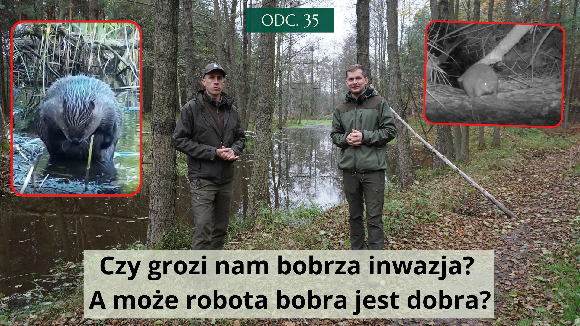 Czy grozi nam bobrza inwazja? A może robota bobra jest dobra? #35