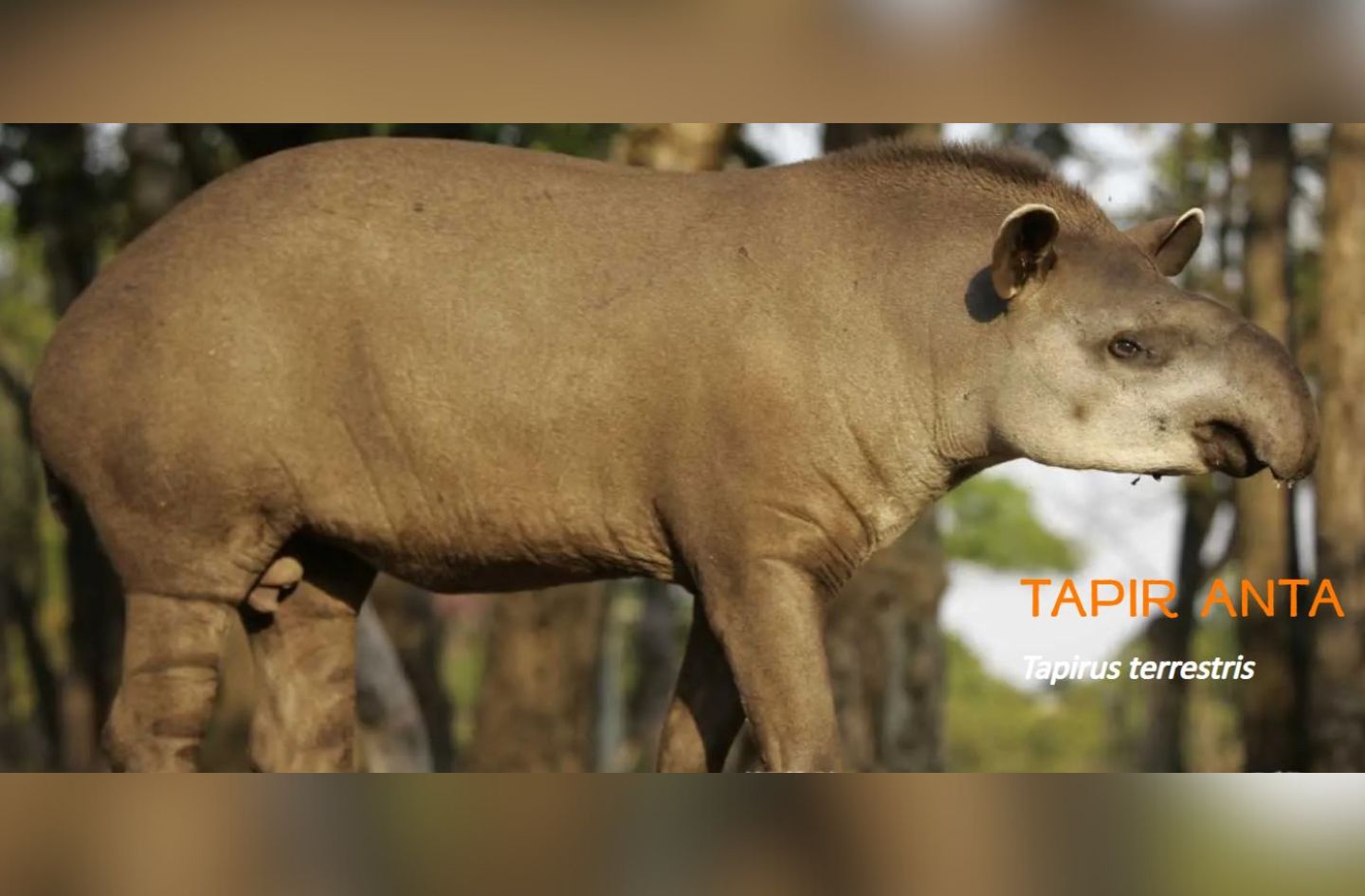 Tapir zoo wrocław