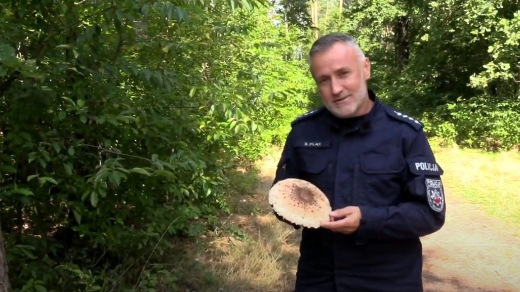 Bezpieczne grzybobranie – zasady, które warto znać