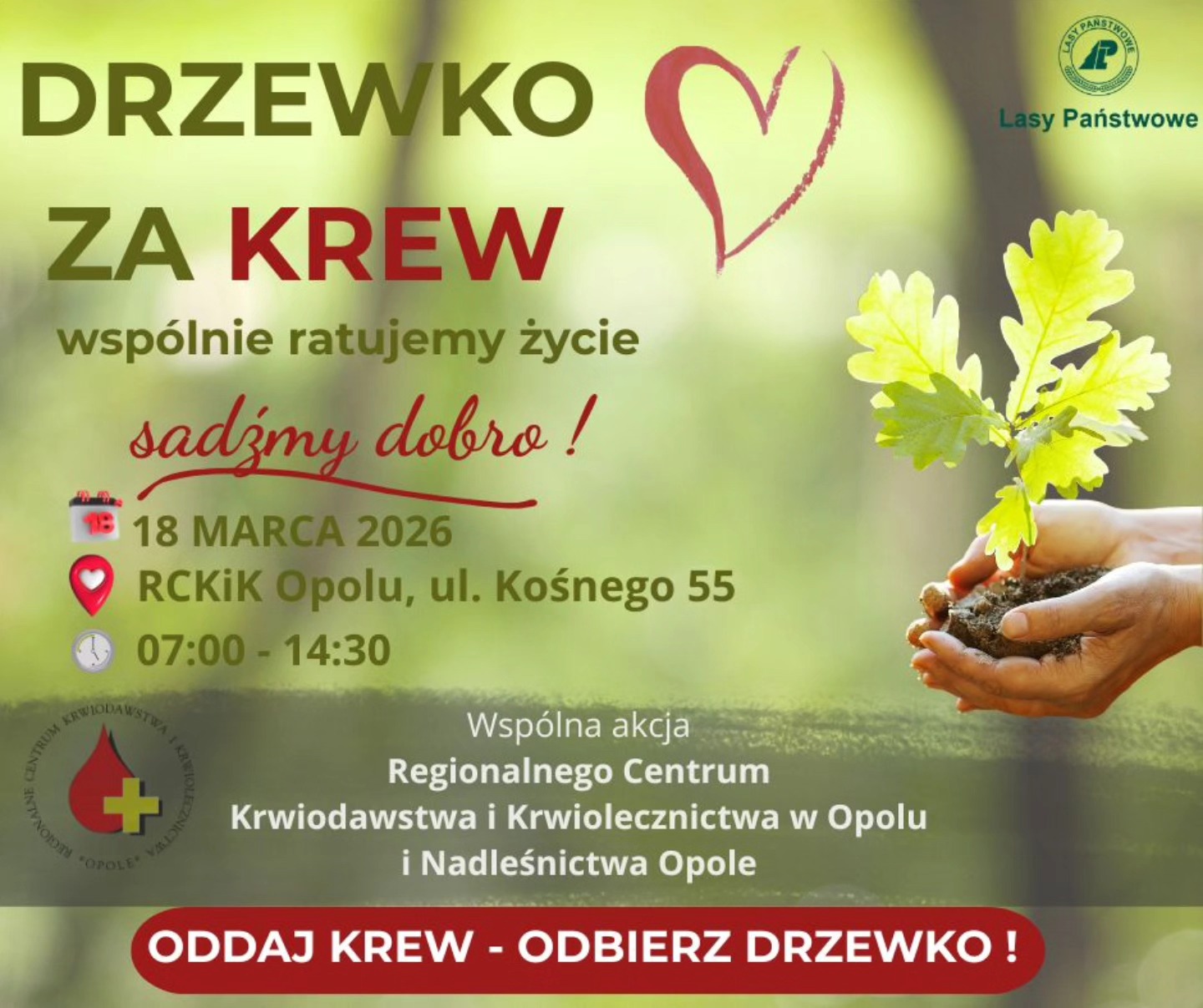 „Drzewko za&nbsp;krew” – akcja Nadleśnictwa Opole i&nbsp;RCKiK Opole już w&nbsp;środę!